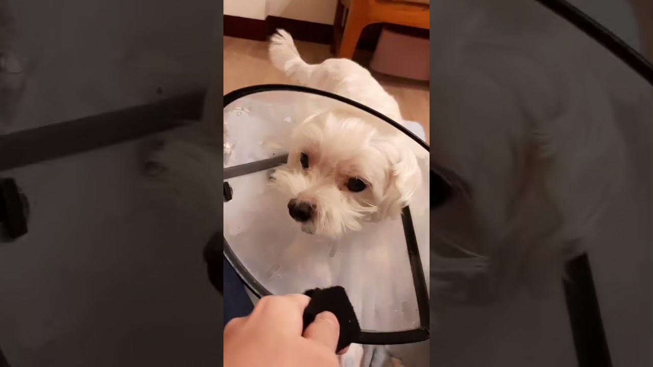 My dog loves my stinky sock YouTube