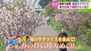 旬のサクラマス求めて！日高で海鮮グルメ巡り【どさんこワイド179】 2026-05-22