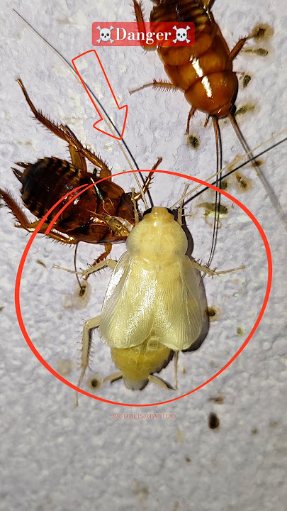 White Cockroach at home 🪳 #shorts #trending #dengerous
