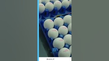 Egg Batch Printing Machine: Automated & High-Speed Printing Solutions.