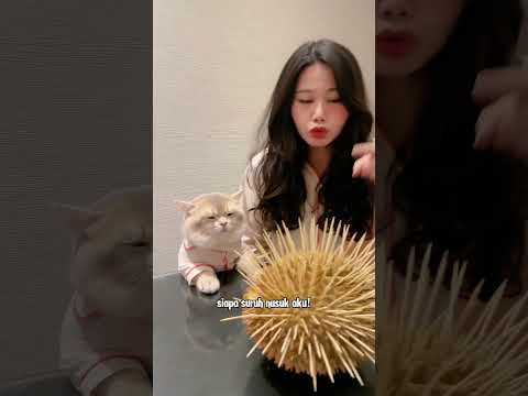 POV punya babu pendendam woi #cat #catlover #kucingbelangtiga #kucingtiktok