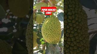pupuk buah nangka yang paling handal #rahasia #nangka #buahlebat #viralshort