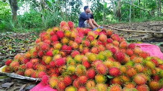 Harvesting Sweetest Marhalika Rambutan Warrior Bros. Farms