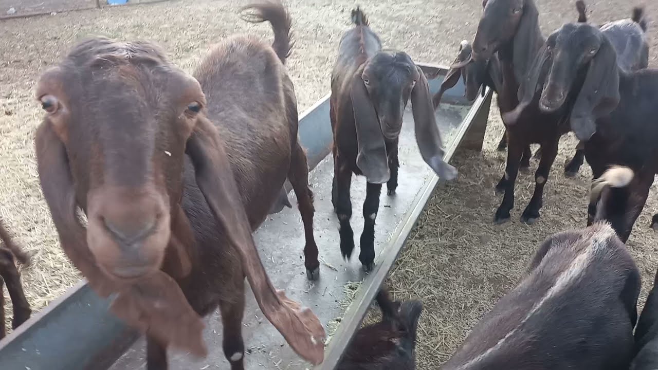 Keçilerin Çoğalma Hızı - 16 Keçi 5 Yılda Kaç Tane Olabilir.