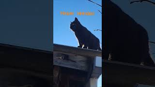 Я тоже только шесть знаю. Но иногда и 11 бывает #котвидео #cat #catlover #кошаки