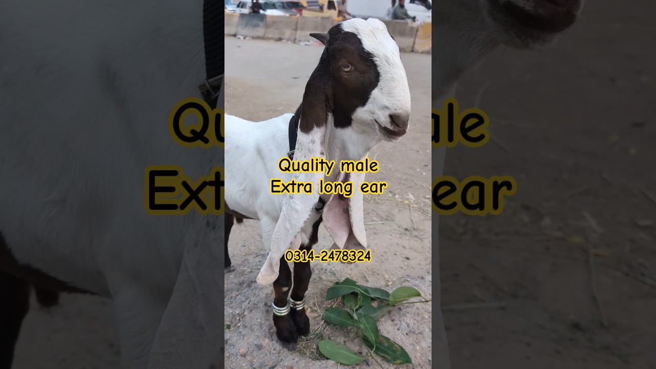 Quality male extra long ear 