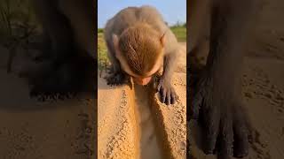 । helpingmonkey   #animalrescue #naturelovers #amazingnature #monkey