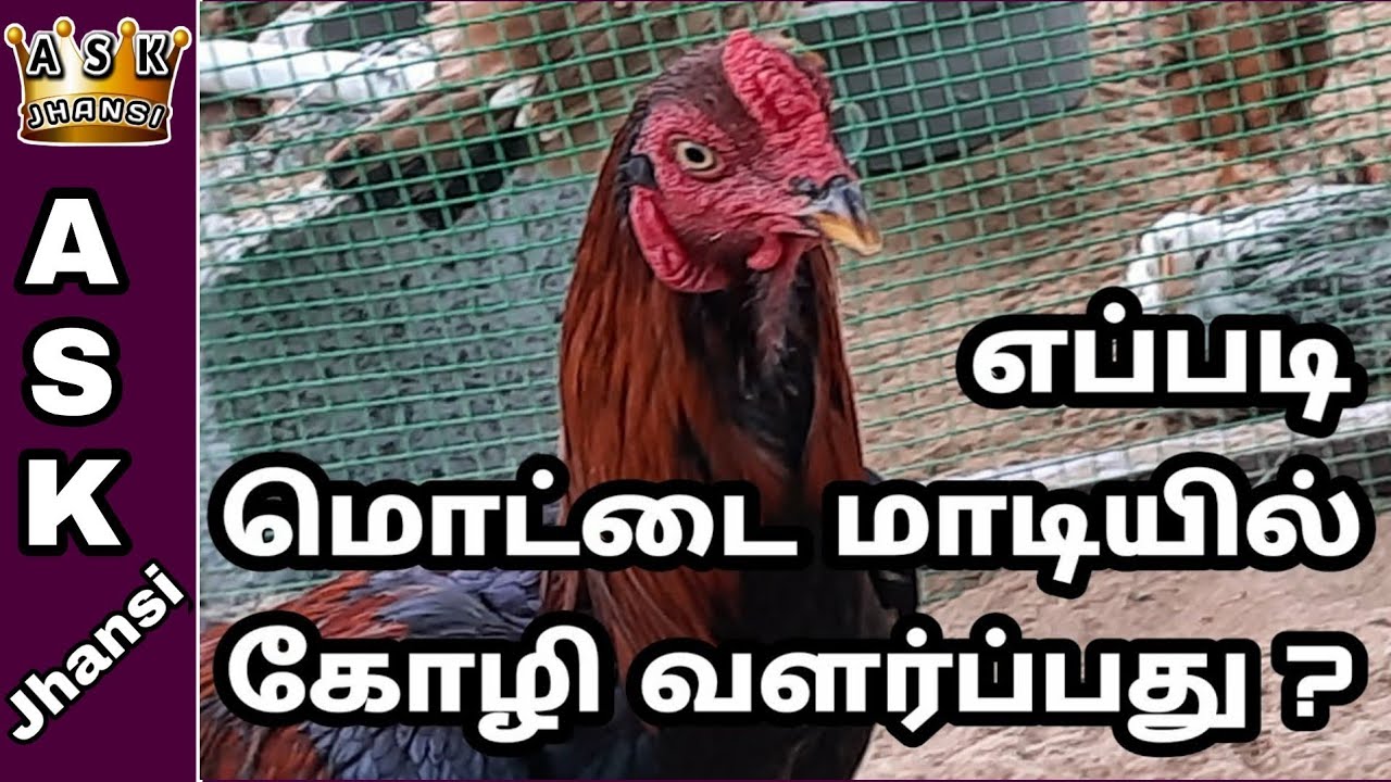 எப்படி மொட்டை மாடியில் கோழி வளர்ப்பது ? Nattu Kozhi Valarppu in Terrace
