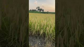 Rasithan #vijayakanth #spbalasubrahmanyam #devahitsongs #naturephotography #spbforever #nature