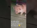 kucing lucu #catloverscommunity #kucing #cat
