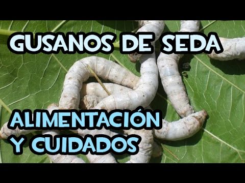 Video: ¿Qué hojas comen los gusanos de seda?