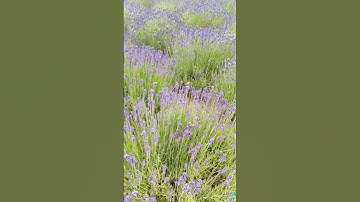 Thumbnail of lavender field in HOKKAIDO