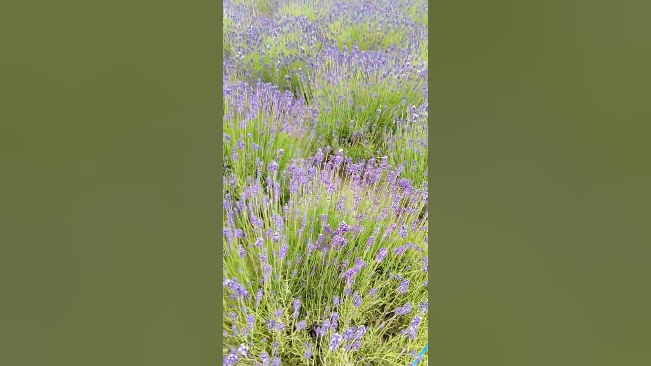lavender field in HOKKAIDO