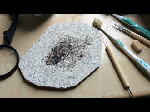 Video: Il Pesce Fossile Più Insolito - Visualizzazione Alternativa
