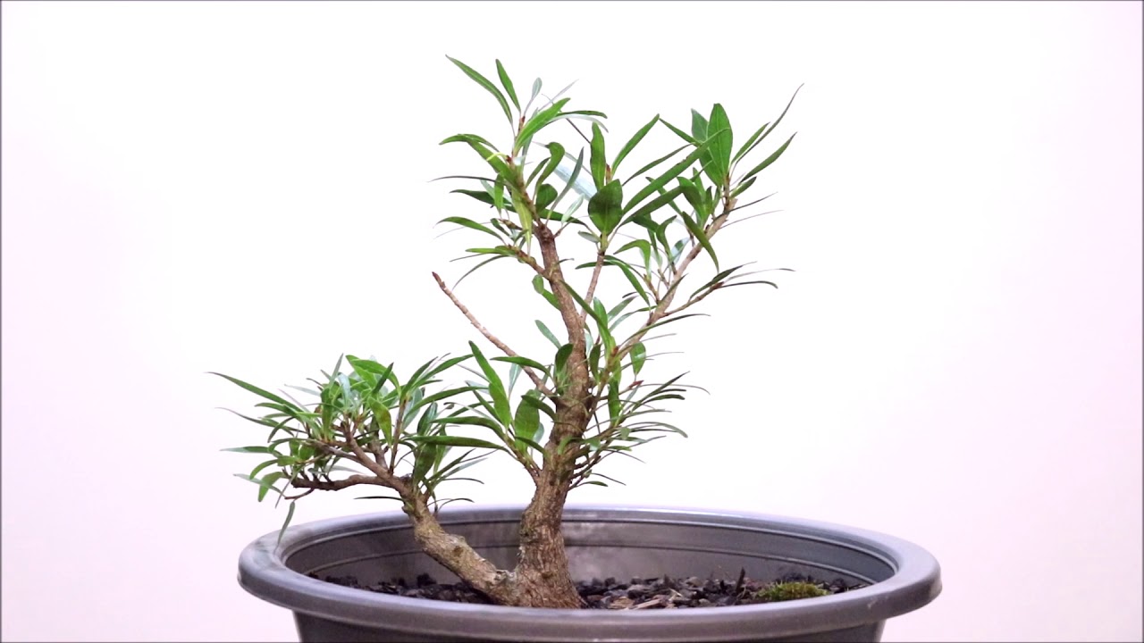 Willow Leaf Ficus bonsai in training YouTube
