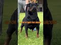 The Truth Behind Expensive Puppies (What You’re Really Paying For) Part 2 #rottweiler #rottie