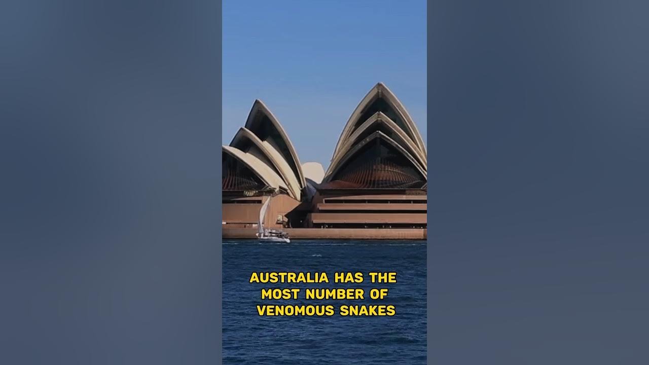 Venomous Snakes Australia - YouTube