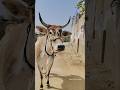 Cow Sound 😁😁/#shorts #cow #cowshorts #cowsound #cowvoice #cowvideos #cowvideo #animalontheway #funny
