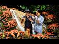 Mountain Forest King Crabs!CEO Minh end Sung Thuong Catching &amp; Cooking an Incredible Wild Feast