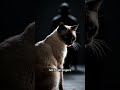 My Cat Saw Someone… 😨