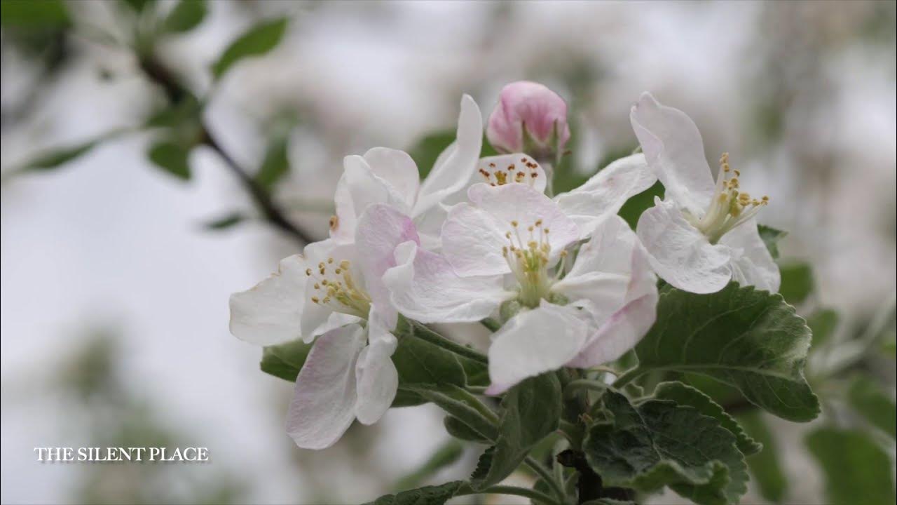 SPRING IS COMING| 1 HOURS of CLASSICAL MUSIC| Music Therapy SPRING IS COMING| 1 HOURS of CLASSICAL MUSIC| Music Therapy