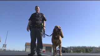 Lacy the bloodhound retires after 9 years