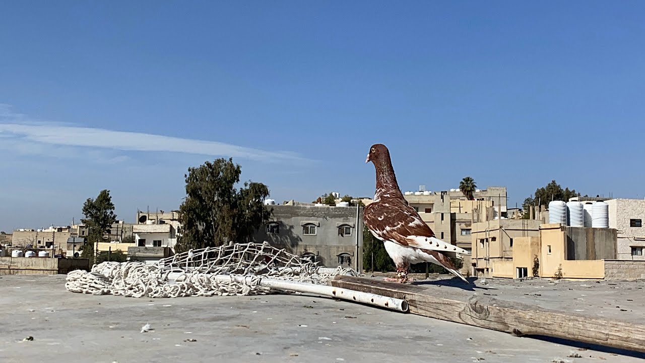 20 عرق عالاول كشيناهم 🤔🔥