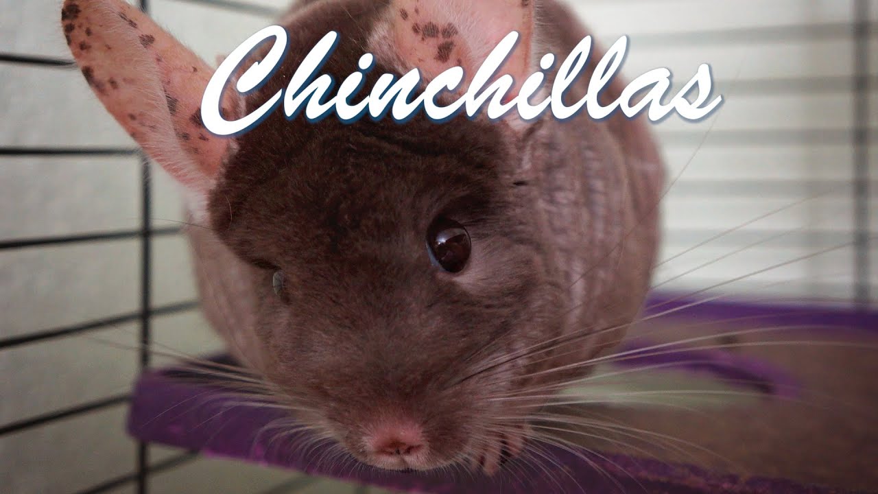 chinchilla care 101