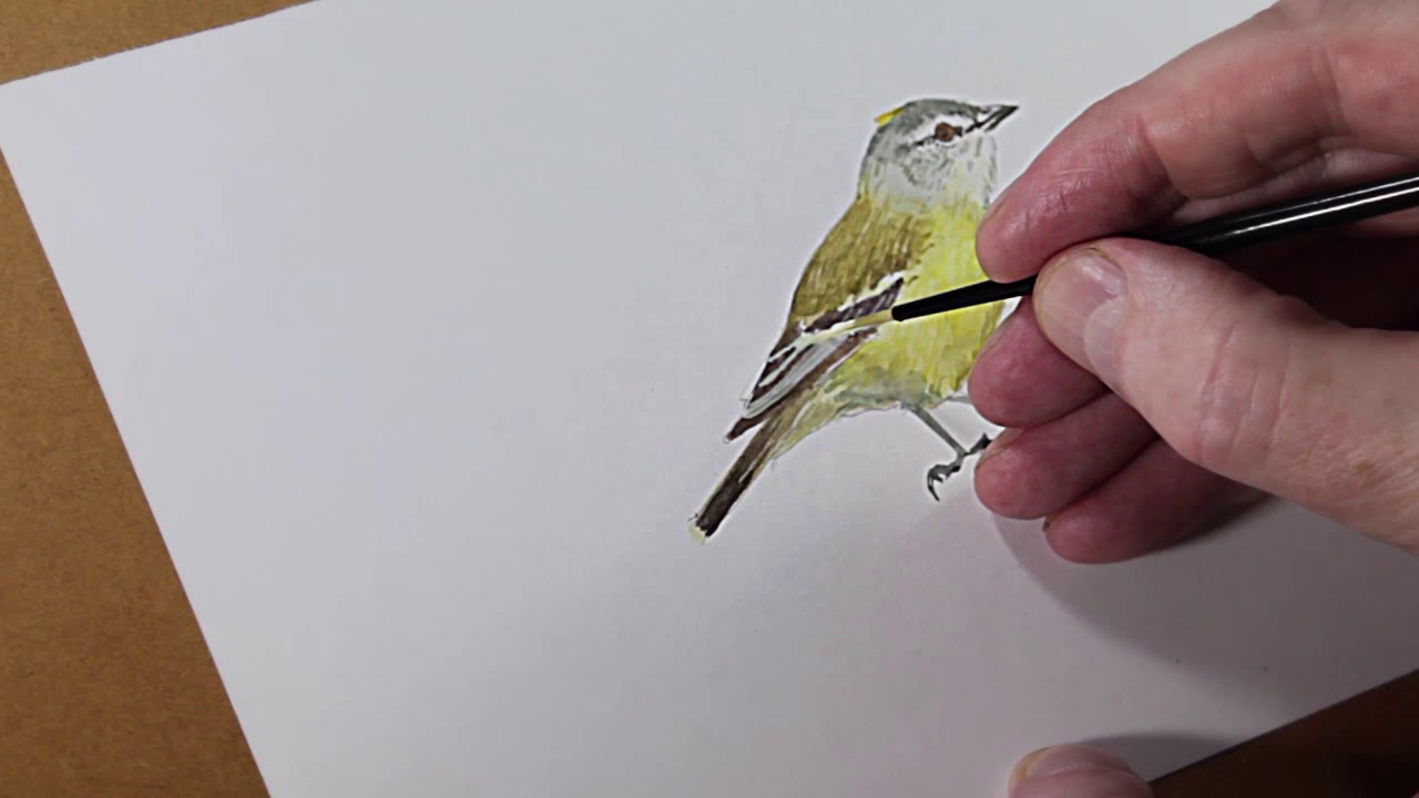 Yellow-crowned Tyrannulet  (Tyrannulus elatus) By Miles McMullan