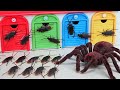 巨大なクモがタヨバスのガレージにやってきた！ おもちゃ 怪獣 昆虫の話 トーマスとチャギントン