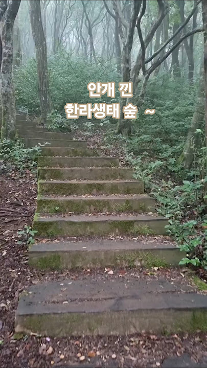 제주 한라생태 숲 #Jeju #안개 #개오리오름 #tracking