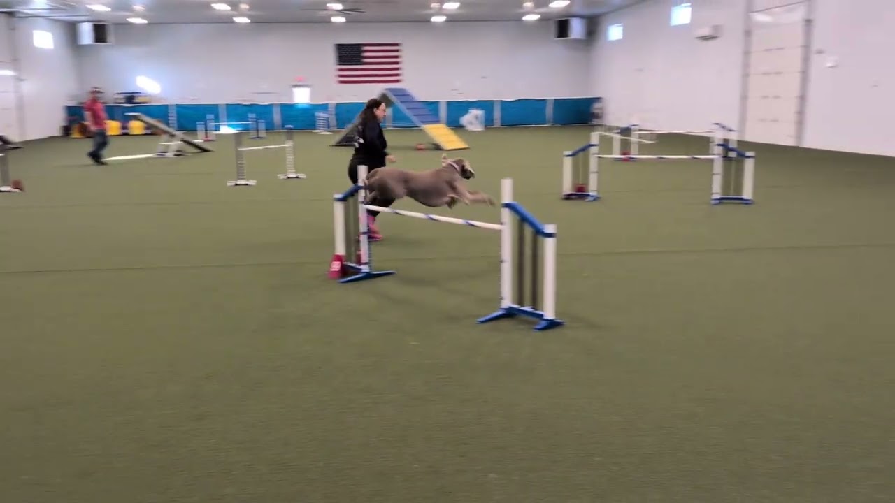 Disco 2nd place Master Standard with 25 MACH points 