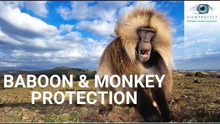 ViewProtect Transparent and Armed Security Bars - Baboon & Monkey Protection