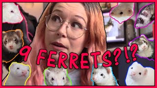 I HAVE NINE FERRETS NOW?!??