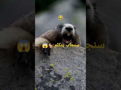 سنجاب يتكلم