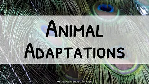 Physical and Behavioral Animal Adaptations