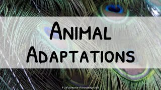Physical and Behavioral Animal Adaptations