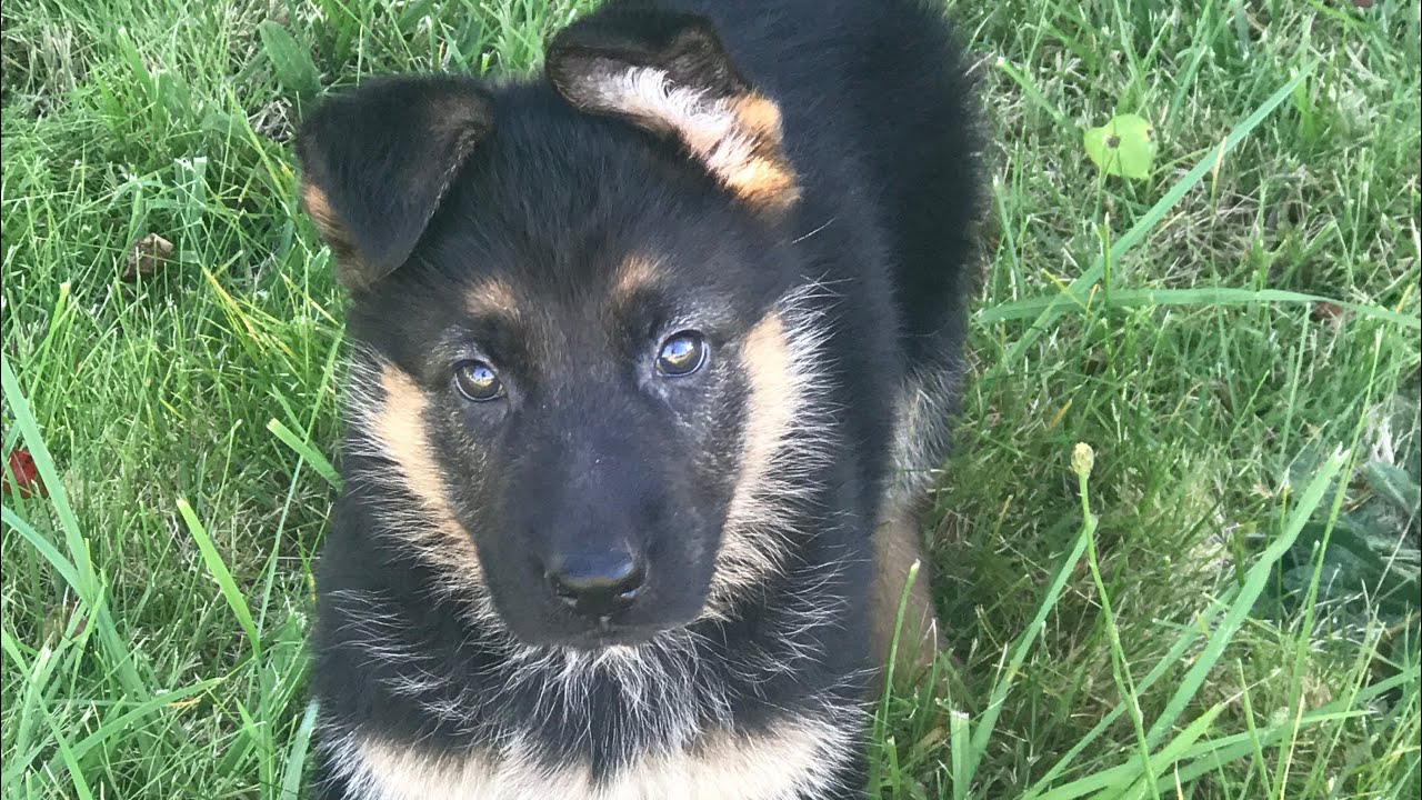 Playful 8 week old German Shepherd Puppy YouTube