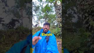 Black Elaichi Badi Elaichi