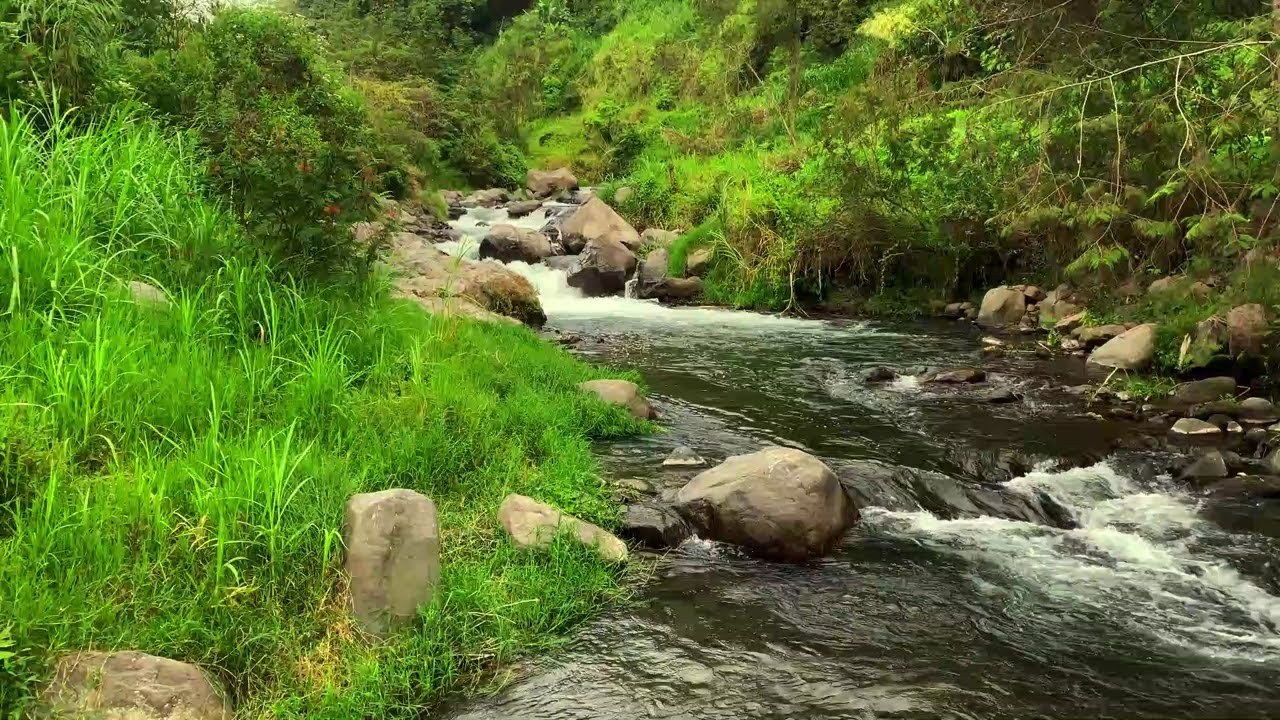 Tranquil River Stream for Study | Relaxing Water Sounds for Focus