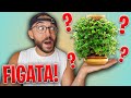 TIK TOK MI HA COSTRETTO A COMPRARLO!! (ci risiamo...)