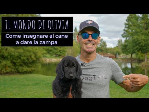 Video: Come Insegnare A Un Cane A Dare Il Comando Della Zampa