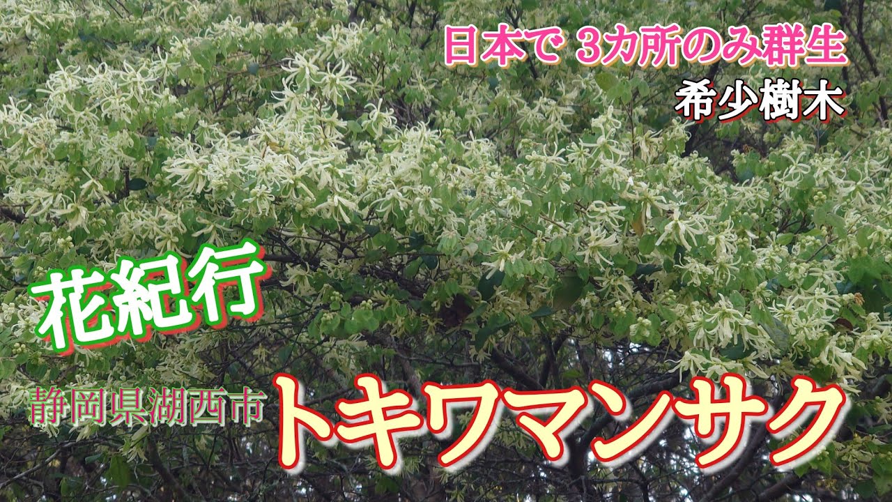 Flower Journey: Rare Tree 