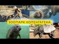 Никогда такого не видела! Обзор зоопарка Копенгагена