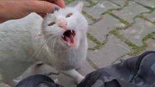 Angry White Cat surprised me so much today Calm And does not Attack anyone.