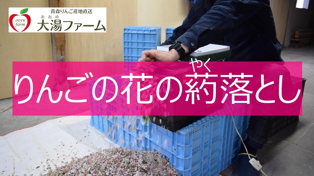 りんごの花の葯（やく）落とし