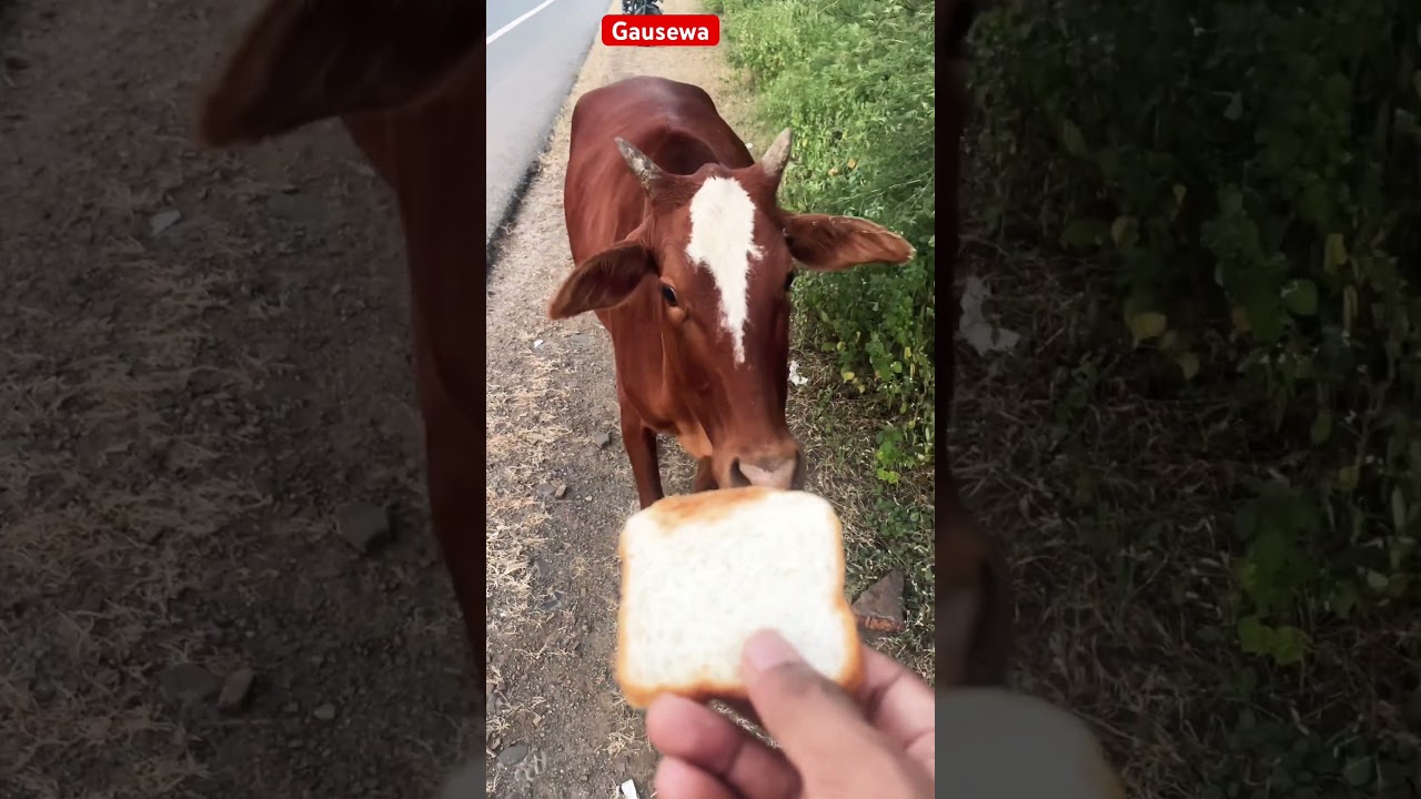 हंसाने वाली गाय 🐮😂 | Funny Cow Reactions 