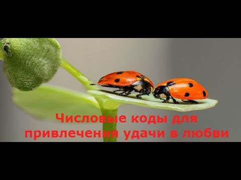 Лучшие книги для женщин Числовые коды для привлечения удачи в любви Обучение нумерологии