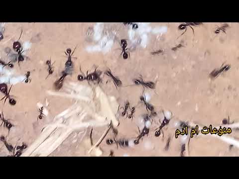 سبحان الله الخالق