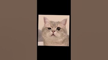 Live Portrait Updated to V5 - Animate Animals Arrived and All Main Repo Improvements & Features